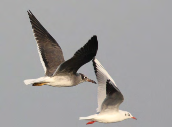 Figure 1: White-eyed Gull Ichthyaetus leucophthalmus flying with Black-headed Gulls.