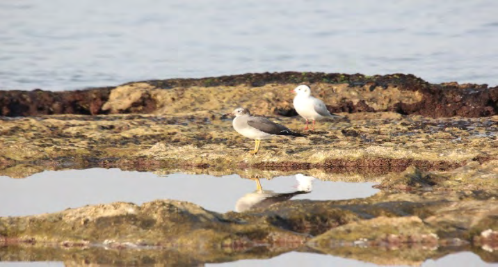 Figure 2: White-eyed Gull Ichthyaetus leucophthalmus sitting on a rock with a Black-headed Gull Chroicocephalus ridibundus.