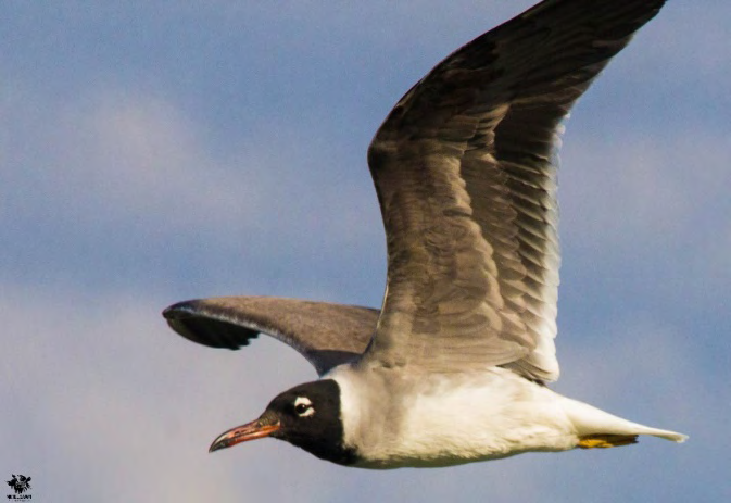 Figure 3: White-eyed Gull Ichthyaetus leucophthalmus in breeding plumage.