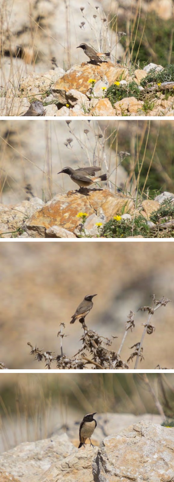 Figure 1: Stages of Oenanthe xanthoprymna.