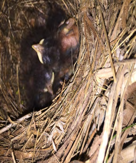 Figure 1: Three European Robin nestlings.
