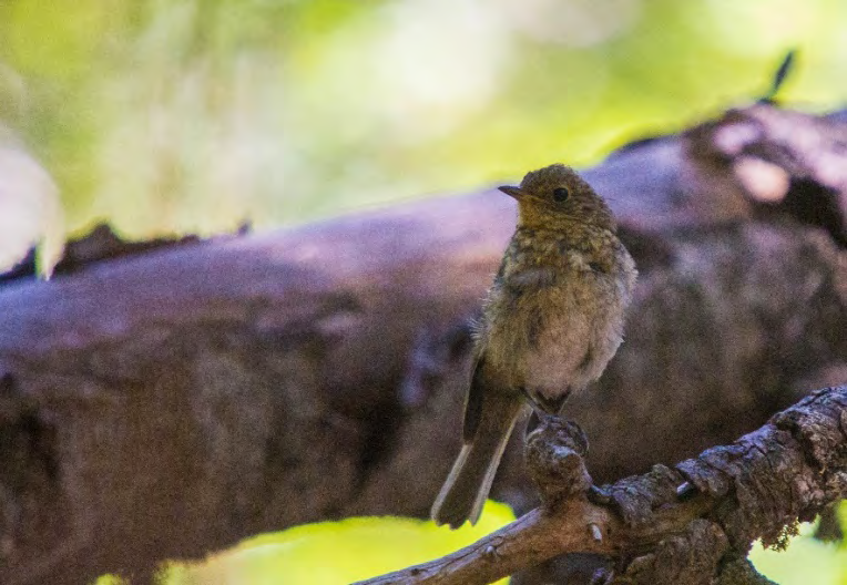 Figure 4: Juvenile European Robin (Horsh Ehden Nature Reserve).