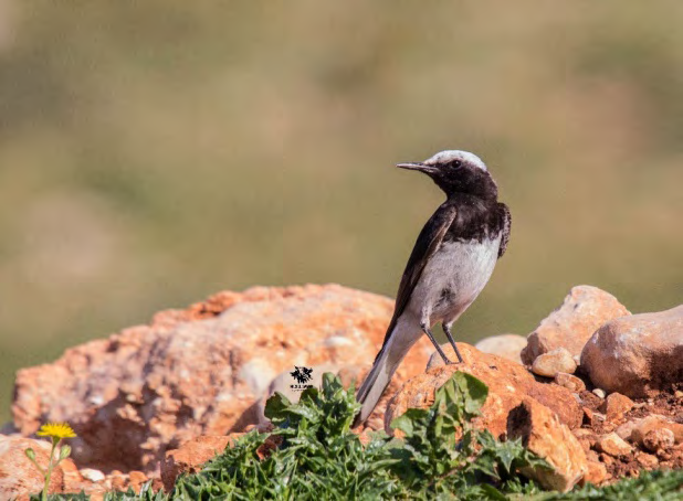 Figure 1: Hooded Wheatear Oenanthe monacha.