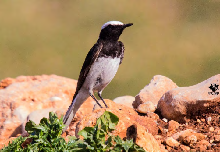 Figure 2: Hooded Wheatear Oenanthe monacha.