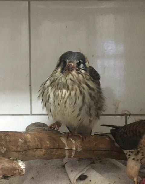 Figure 1: Adult American kestrel presenting limb lameness caused by trauma.