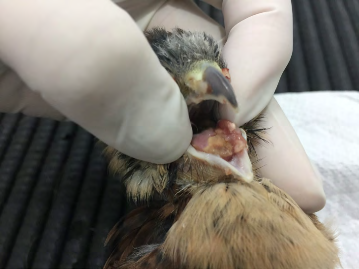 Figure 2: Three juvenile/young orphaned American kestrels received in spring 2019 in a facility in South Brazil.