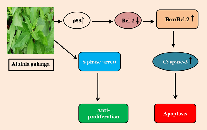 Figure 1: Molecular action of Alpinia galangal: Alpinia galangal stimulates the p53 expression which downregulates the anti- apoptotic Bcl-2 levels followed by upregulation of pro-apoptotic Bax. This upregulation of Bax leads the overexpression of Caspase 3 which finally leading to apoptosis. Additionally, Alpinia galangal also causes S phase arrest in cell cycle and hence acts as an anti- proliferative agent.