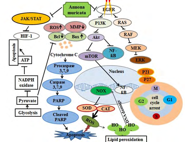 Figure 2: Molecular action of Annona muricata: At a molecular level, AM inhibits the epidermal growth factor receptor (EGFR), which furthers inhibits the other signaling pathways including RAS, phosphatidylinositol-4,5-bisphosphate 3-kinase (PI3K), NF-κB, and ERK. AM also inhibits the JAK/STAT pathway which further inhibits the HIF-1α and it also initiates the intrinsic apoptotic pathways by releasing cytochrome c from mitochondria. In addition to this inhibition of enzymes such as superoxide dismutase (SOD), catalase (CAT), and heme-oxygenase (HO-1) increases the production of reactive oxygen species (ROS). These ROS induces the lipid peroxidation and hence DNA damage takes place. All these signaling pathways finally lead to apoptosis, inflammation and cell cycle arrest.