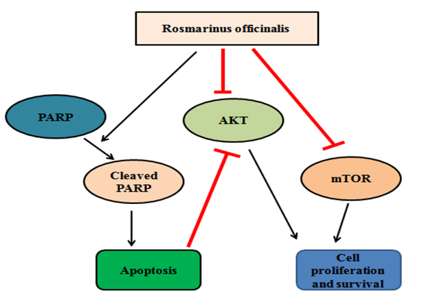 Figure 6: Molecular action of Rosmarinus officinalis: Rosmarinus officinalis increases the levels of cleaved Poly (ADP-ribose) Polymerase (PARP) which is a main apoptotic marker. Additionaly, it also downregulates the activation and phosphorylation process of AKT and mTOR which are the key players for controlling cancer cell proliferation.