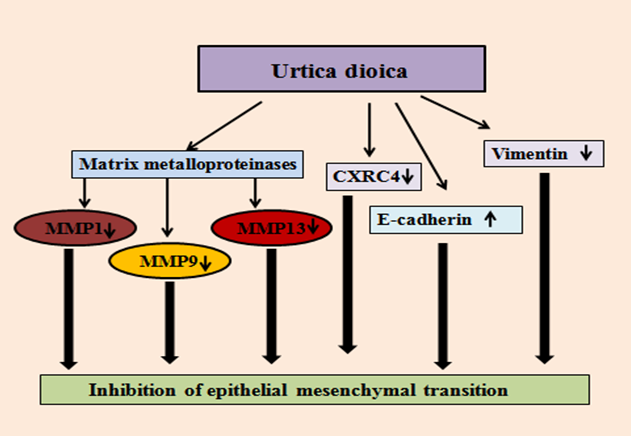 Figure 7: Molecular action of Urtica dioica: Urtica dioica suppresses metastasis-related genes in breast cancer by regulating the miR-21, MMP1, MMP9, MMP13, vimentin, CXCR4, and E-Cadherin Mansoori B, et al. [133].