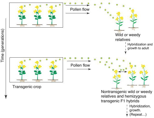 Figure 1: Pollen flow from GMO to a wild relatives.
