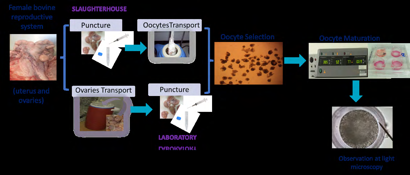 Figure 1: Study design. The ovaries were punctured either at the slaughterhouse or the laboratory. The corresponding oocytes were matured at the laboratory.