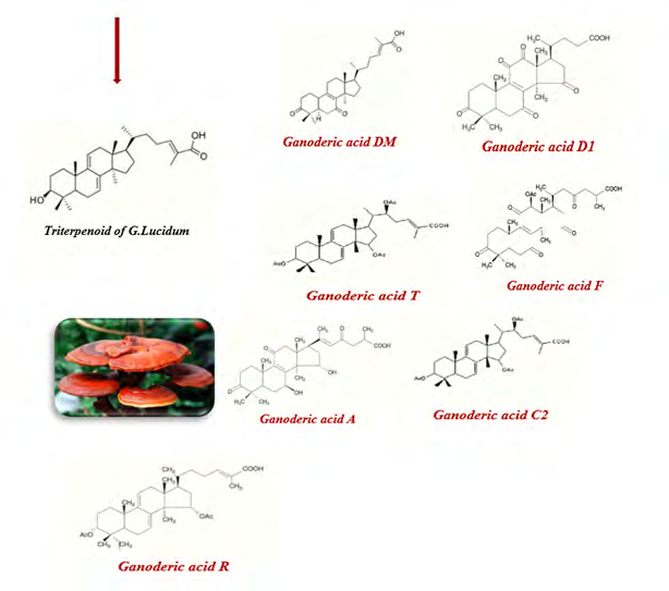 Figure 2: The main structure of Ganoderma lucidum triterpenoid and its different types.
