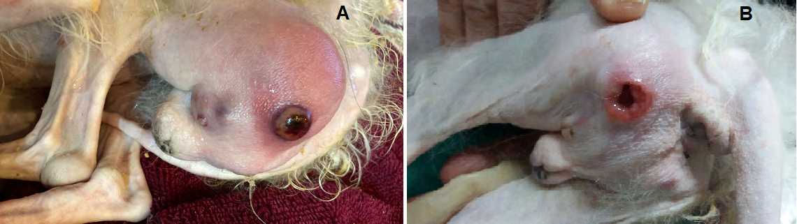 Figure 1: ** Pressure ulcer in a 13-year-old male Poodle breed dog with canine cognitive dysfunction syndrome.