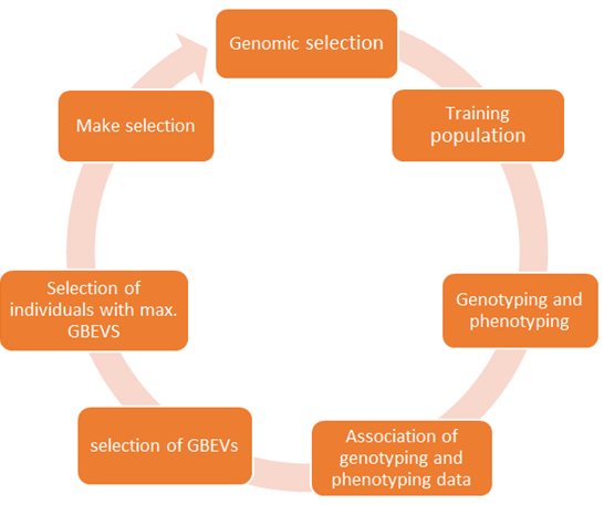 Figure 2: General methodology of genomic selection.