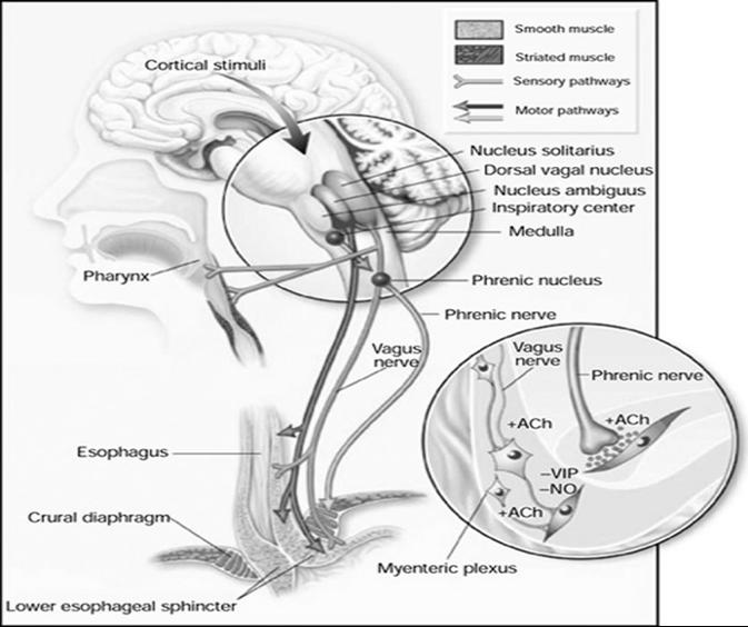 Figure 5: Central vagal nucleus location, midline at brainstem nucleus solitarius. Abbreviations: Ach, acetylcholine; VIP, vasoactive intestinal peptide; NO, nitric oxide. Courtesy: RK Mittal, RK Goyal, GI motility online (2006), doi:10.1038/gimo14. Nature Publishing Group 8.