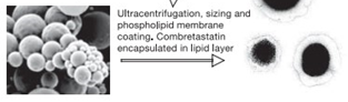 Figure 3: Fluorescent image of the EGFR 2 by using the gold nanocages.