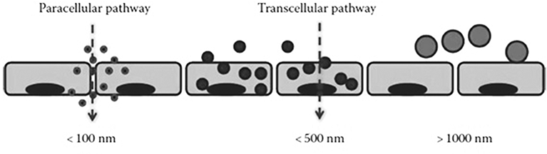 Figure 6: Entry of Anti-tumour drugs through paracellular and transcellular pathways.