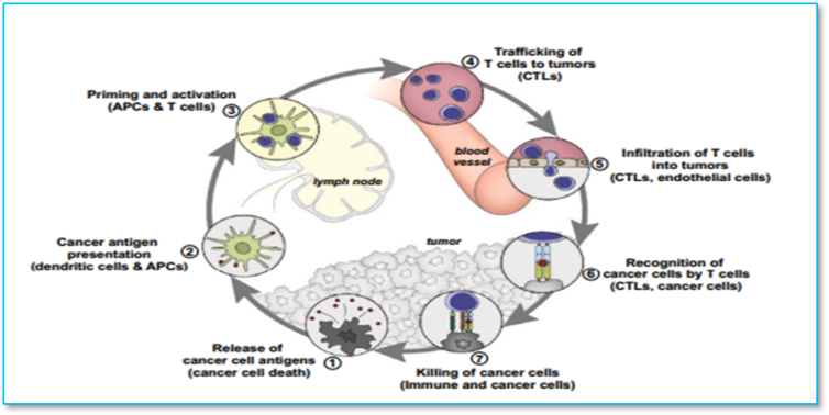 Figure 8: Schematic illustration of cancer-immunity cycle.