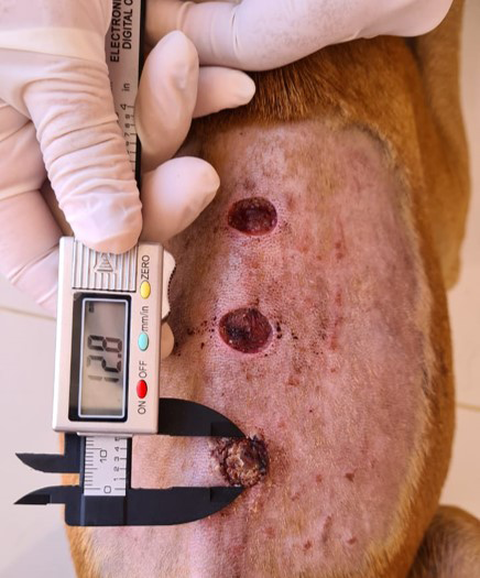 Figure 3: Wound measurement using digital caliper.