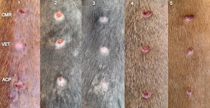 Figure 7: Macroscopic aspects of the healing process on the fourteenth day of treatment.