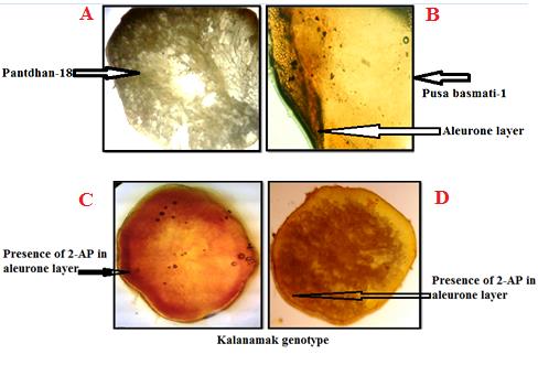 Figure 1: Histochemical analysis of rice genotype: A) Pantdhan-18 showing no reaction with 2, 4-Dinitrophenyl hydrazine in the aleurone layer. B) Pusa Basmati-1: showing a reaction with 2, 4-Dinitrophenyl hydrazine in the aleurone layer. C and D) Kalanamak 7 & 13 accessions showing reaction with 2,4-Dinitrophenyl hydrazine in the aleurone layer.