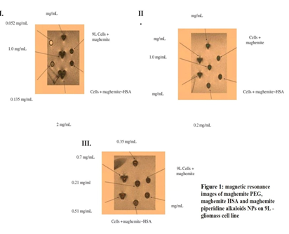 Figure 1: Magnetic Resonance images of maghemite PEG, meghemite HAS and maghemite piperdine alkaloid NPs on 9L-Gliomass Cell Line.