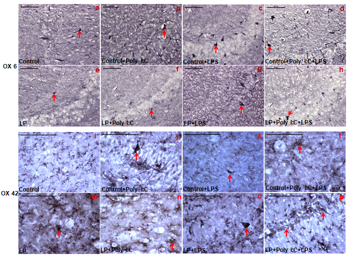 Figure 7: The representative images of the CA region at PND 30 showing increase in OX 6 and OX 42 positive cells following stress exposure, depicting an increase in MHC II and CR 3 protein expression.