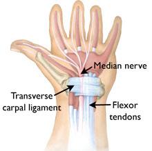 Figure 1: Anatomy of human hand (http://www5.aaos.org).