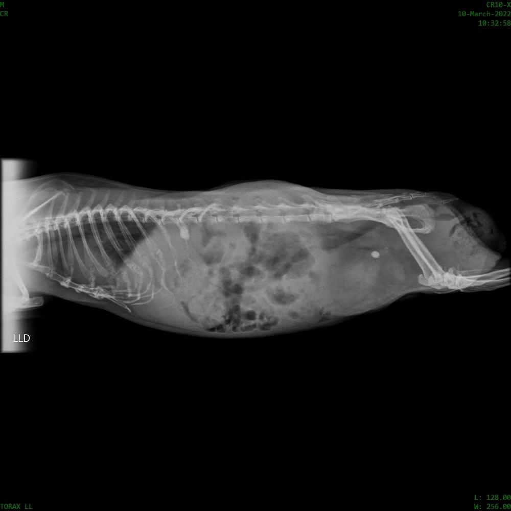 Figure 1: Radiography of Cavia porcellus. Arrow: Elongated structure with mineral radiopacity, located in the topography of the urinary bladder, measuring approximately 0.48 x 0.38 cm.