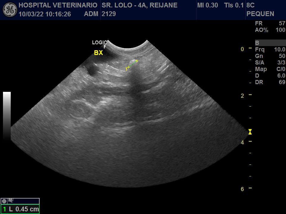 Figure 2: Ultrasonography of Cavia porcellus. Arrow: Presence of calculus in the right ureter, with presence of acoustic shadow.