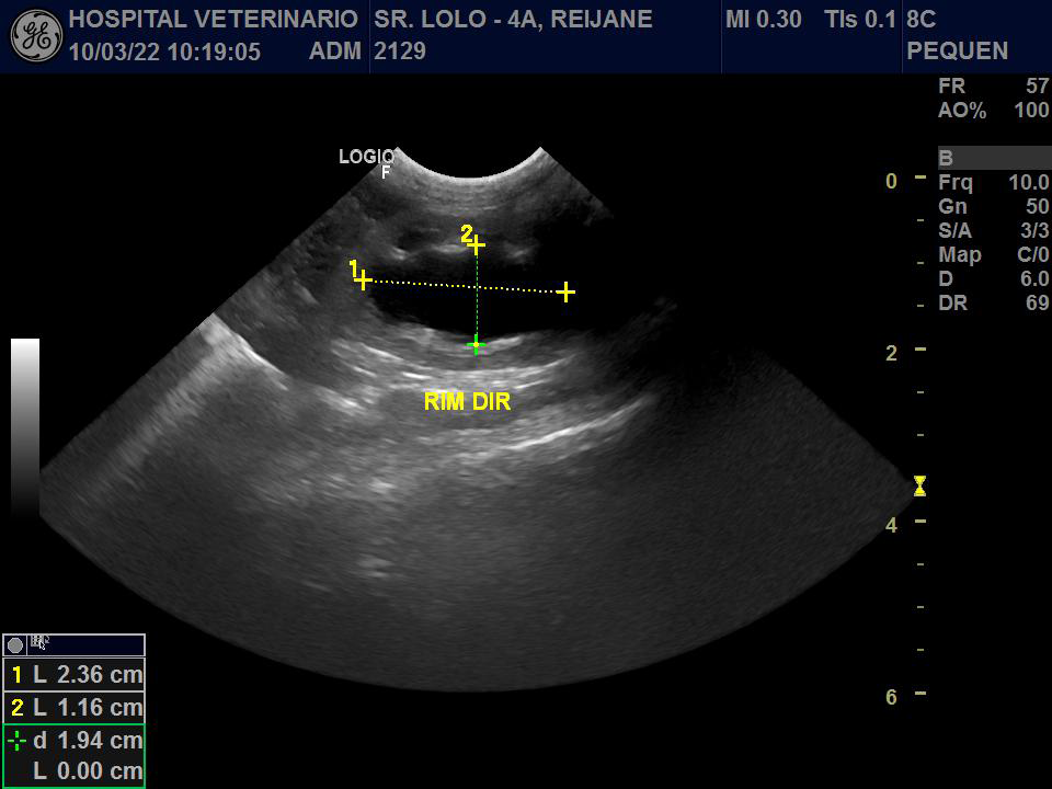 Figure 4: Ultrasonography of Cavia porcellus showing right renal pelvis dilation.