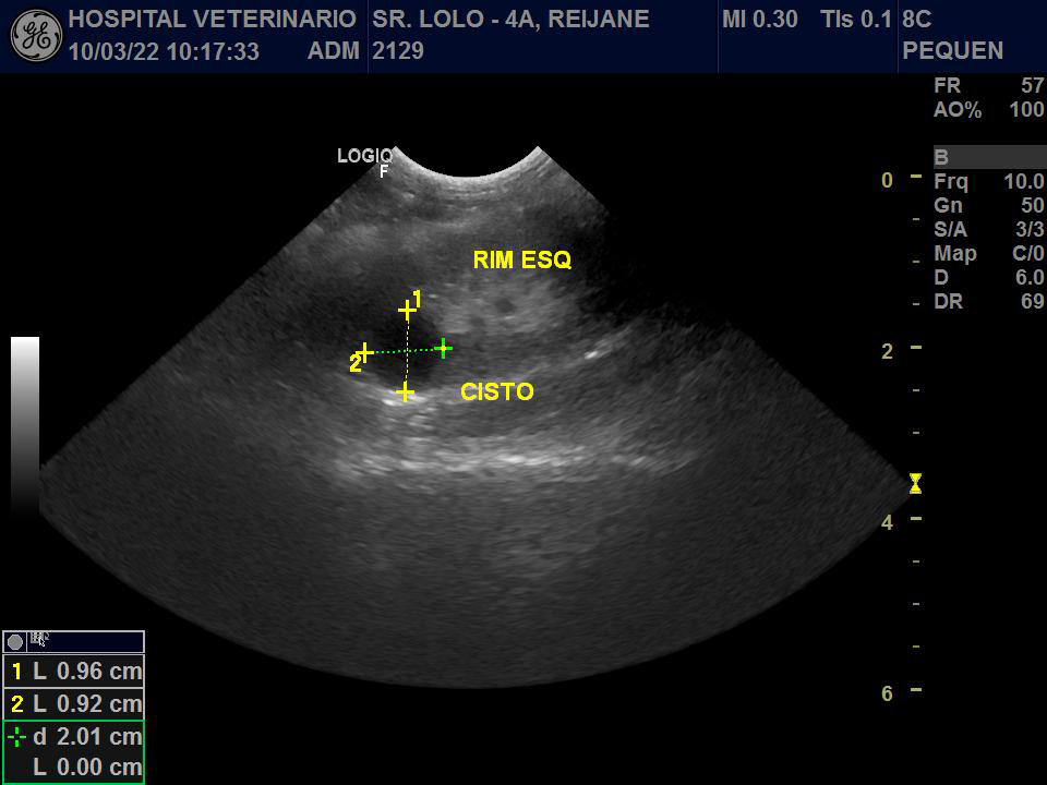 Figure 5: Ultrasonography of Cavia porcellus showing the presence of a cyst in the left kidney.
