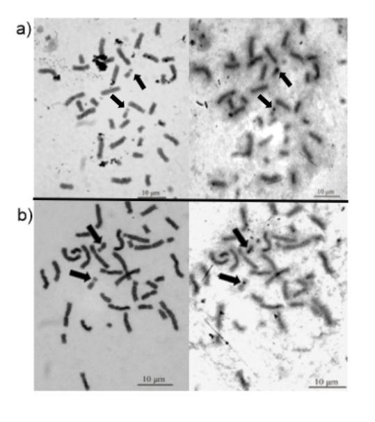 Figure 3: Giemsa-NORs sequential analysis of Procyon cancrivorus (a) and Nasua nasua (b). The nucleolar organizer regions are indicated.