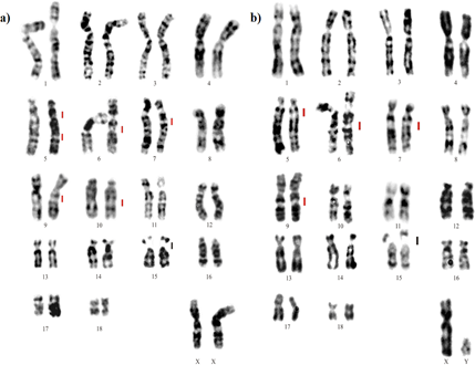 Figure 5: G-banding of Nasua nasua (a) and Procyon cancrivorus (b). The black vertical line indicates the region corresponding to the NOR and the red the location of the constitutive heterochromatin.