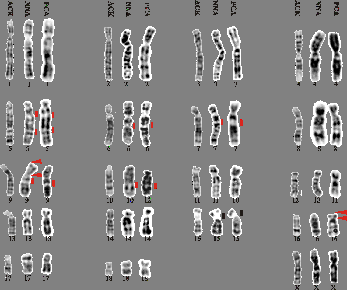 Figure 6: ACK proposed by Pinthong K, et al. [11], comparing with Nasua nasua (NNA) and Procyon cancrivorus (PCA). The ACK is a composite karyotype, whose chromosomes were selected from those of Felis catus (Felidae) and Basariscus astutus (Procyonidae). Chromosomes with an inversion relative to the ACK are indicated by arrows (indicating the breakpoint). The red vertical line indicates heterochromatin-rich regions and the black lines the location of nucleolus-organizing regions.