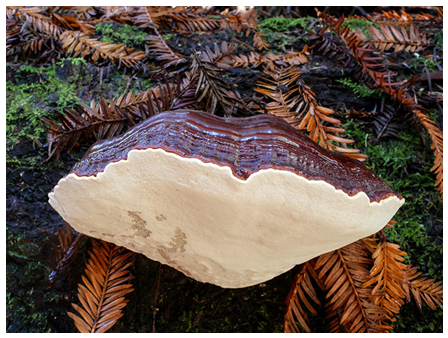 Figure 1: Until recently the very similar Ganoderma tsugae was thought to coexist with _Ganoderma oregonense_ in the Pacific Northwest. _Ganoderma_ _polychromum_ shares the range of _Ganoderma oregonense_ it features brown flesh and grows on the wood of hardwoods.