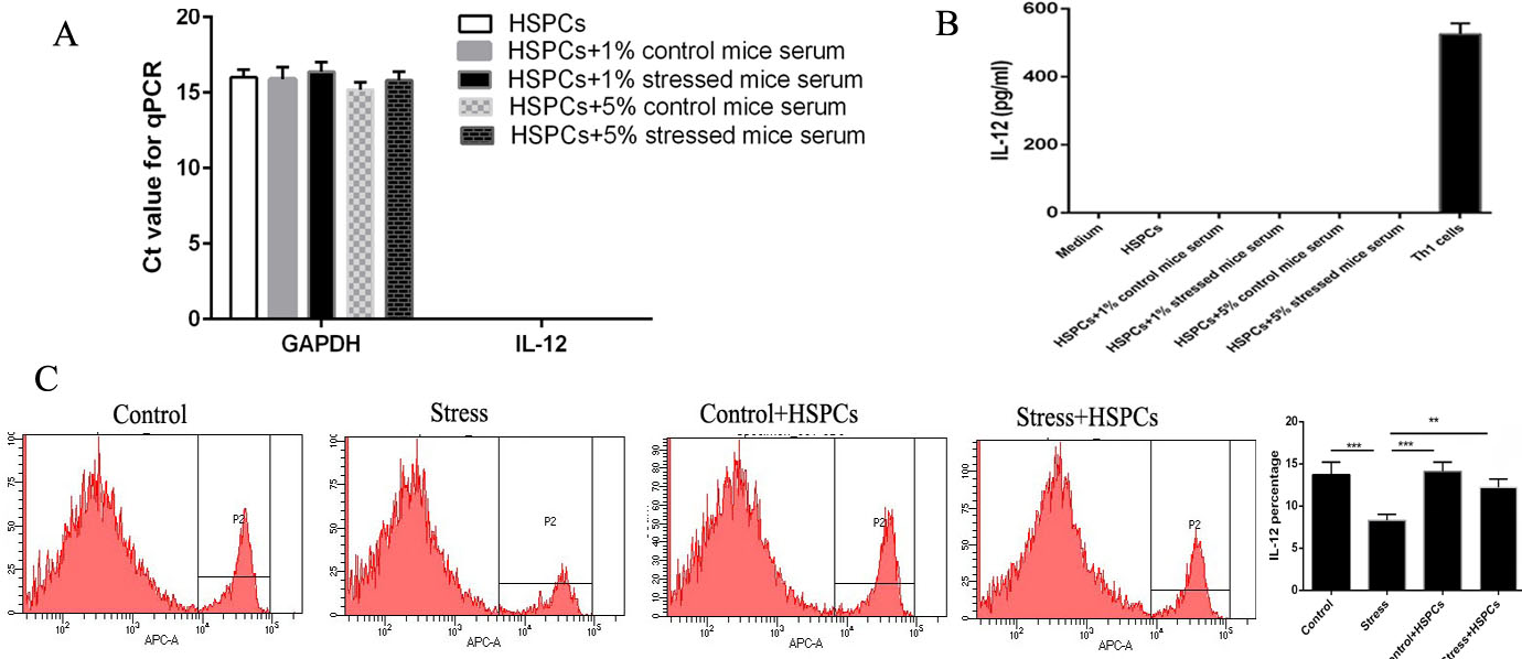 Figure 4: HSPCs stimulate the production of IL-12 in splenocytes. (A and B) CD34+HSPCs were cultured with serum from control or stressed mice. Supernatants and cells were harvested after 24 h. IL-12 expression in the supernatants were determined by ELISA. IL-12 mRNA expression was in HSPCs was examined. (C) The proportion of splenocytes from stressed mice treated with or without CD34+HSPCs were determined using flow cytometry. n=3 per group. ***P<0.001. HSPC, hematopoietic stem progenitor cell.