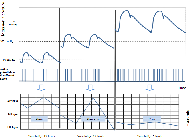 Figure 2: On the left side, with a normal mean aortic pressure, the variability of the FHR, characterized by alternating sympathetic acceleration and parasympathetic braking is estimated at 20 beats per minute (BPM). As the aortic pressure rises, parasympathetic braking is more intense, resulting in a decrease of the FHR. Consequently, sympathetic accelerations produce a greater contrast. This leads to a higher variability, estimated here at 45 BPM.