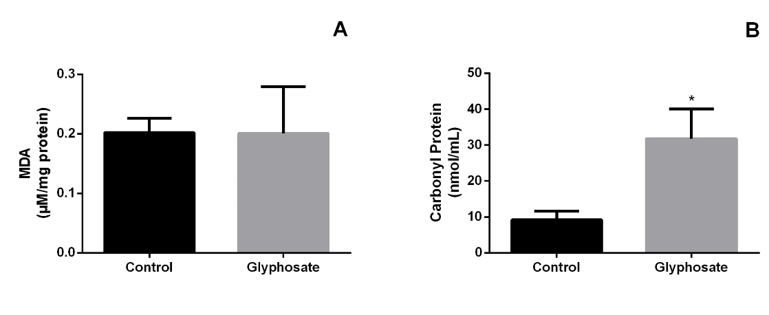 Figure 1: Levels of malondialdehyde (MDA) (A) and carbonyl protein (PCN) (B) in testes from A. lituratus exposed to GLY. Control (water); GLY (Roundup 4mL/100 mL of water). *Significant difference. Data expressed in mean±SEM.