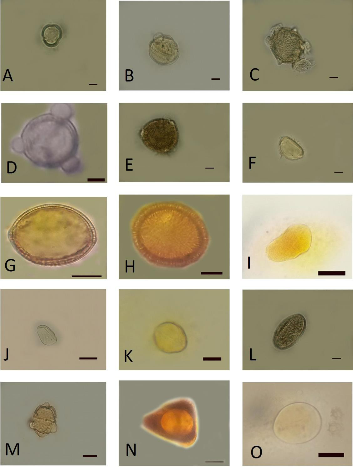 Figure 3: Silene araratica Schischk.