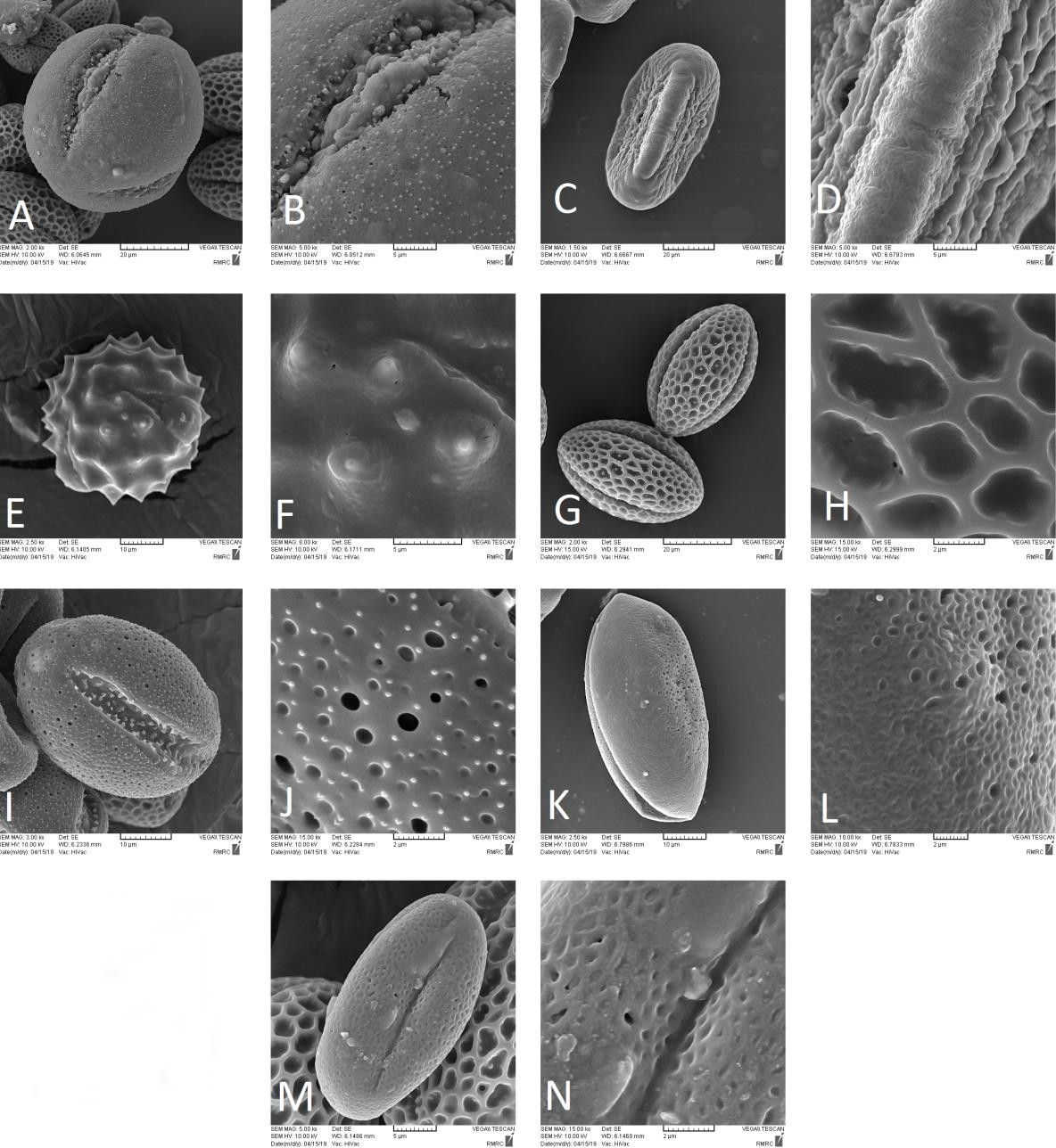 Figure 4: The scanning electron microscopy micrographs of pollen grains; Apiaceae: A, B. Artedia squamata, C, D. Malabaila secacul; Asteraceae: E, F. Achillea sp. Brassicaceae:, G, H: Sinapis arvensis, I, J. Species from this family; Hyacinthaceae: K, L. Ornithogalum sp. Lamiaceae: M, N. Phlomis sp.