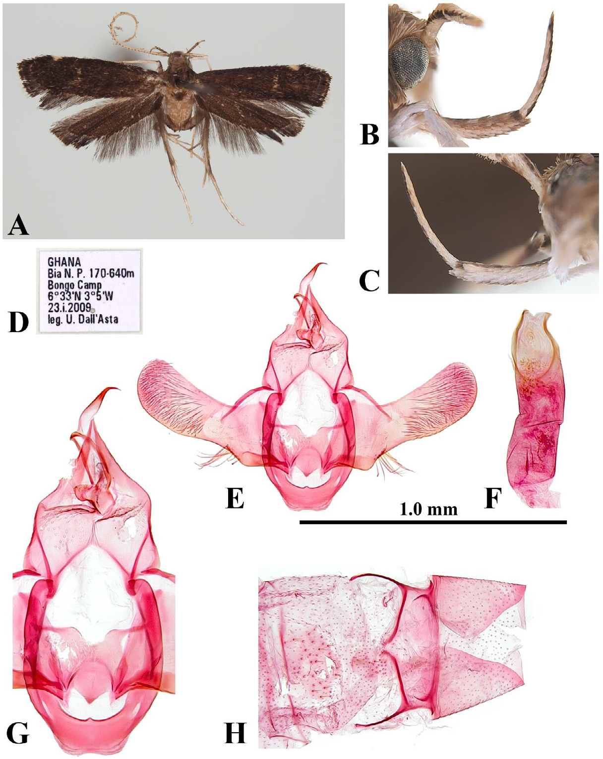 Figure 2: Lecithocera minutiella Park, sp. nov.: A, adult, male, holotype; B, outer surface of labial palpus; C, inner surface of labial palpus; D, label; E, male genitalia, slide no. CIS-7498; F, ditto, aedeagus; G, close-up central part of genitalia; H, abdominal segments VI–VIII. Scale bar: 1.0 mm.