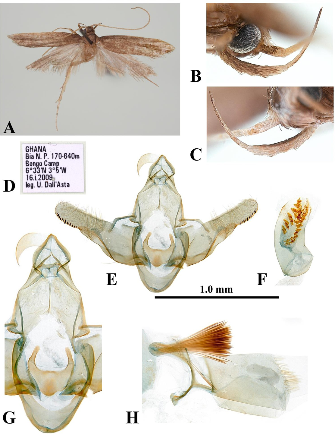 Figure 3: Homaloxestis dallastai Park, sp. nov.: A, adult, male, holotype; B, outer surface of labial palpus; C, inner surface of labial palpus; D, label; E, male genitalia, slide no. CIS-7323; F, ditto, aedeagus; G, close-up central part of genitalia; H, abdominal segments VII–VIII. Scale bar: 1.0 mm.