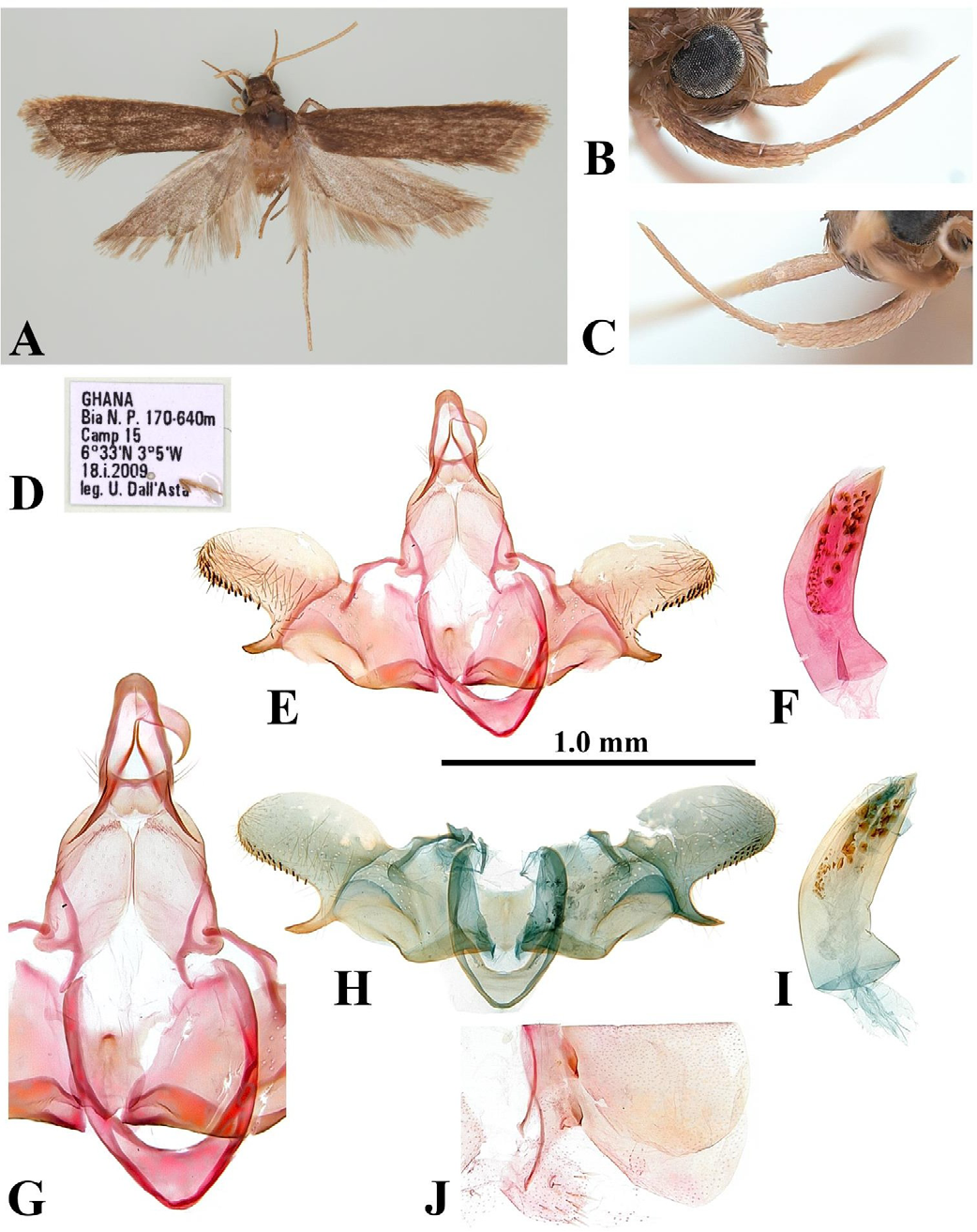 Figure 4: Homaloxestis nuriana Park, sp. nov.: A, adult, male, holotype; B, outer surface of labial palpus; C, inner surface of labial palpus; D, label; E, male genitalia of holotype, slide no. CIS-7509; F, ditto, aedeagus; G, close-up central part of genitalia; H, male genitalia of paratype, slide no. CIS-7324; I, ditto, aedeagus; J, abdominal segments VII–VIII, holotype. Scale bar: 1.0 mm.