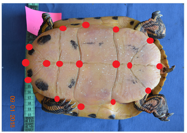 Figure 1: Landmarks digitized on the ventral side pf the plastron. In total, 17 two-dimensional (2D) landmarks were used on the ventral side of plastron. Ten of them were bilateral and seven were midline landmarks.