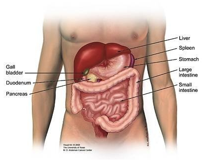 Figure 1: Location of abdominal Viscera.