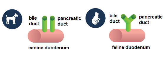 Figure 1: Comparison of common bile duct anatomy between species felines and canines.