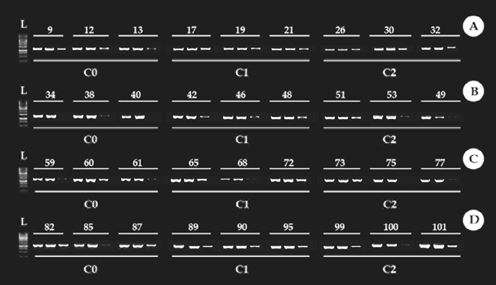 Figure 6: Methylation profile of the 18S ribosomal DNA gene (18S rDNA), in the muscle. Times used in the experiment 24h, 48h, 72h, and 96h (A, B, C, D, respectively). C0: control condition. C1: concentration 1, 30% of Trichlorfon LC50-96h diluted in water (0.261 mg/L). C2: concentration 2, 50% of Trichlorfon LC50-96h diluted in water (0.435 mg/L). First column: ladder.