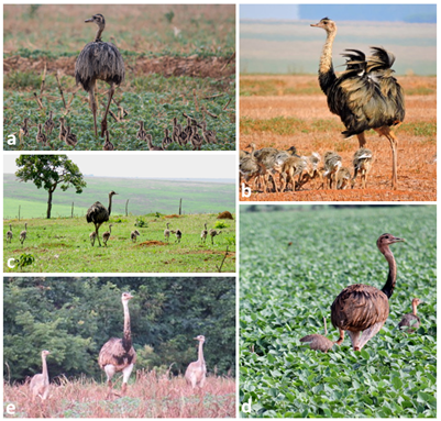 Figure 1: Families of the Greater Rhea (Rhea americana) with young and a male, and recorded by citizen scientists in modified landscapes in the Brazilian Cerrado. (a): a male with chicks in a soybean plantation at Chapada dos Guimarães (photo by Fabiano Saar); (b): a male with more developed chicks in a post-harvest area at Chapadão do Céu (photo by Antonino Medina); (c): a male with medium-sized young in a pasture at Silvânia (photo by Ivo Zecchin); (d): a male with large young in a soybean plantation at Maracaju (photo by Luiz Carlos Rocha); (e): a male with large young in a soybean plantation at Palmeiras de Goiás (photo by Ramon Cardoso). These photos were published here with permission by their authors.